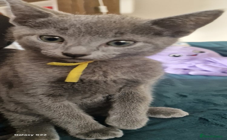 Russian Blue cats - Advert 14