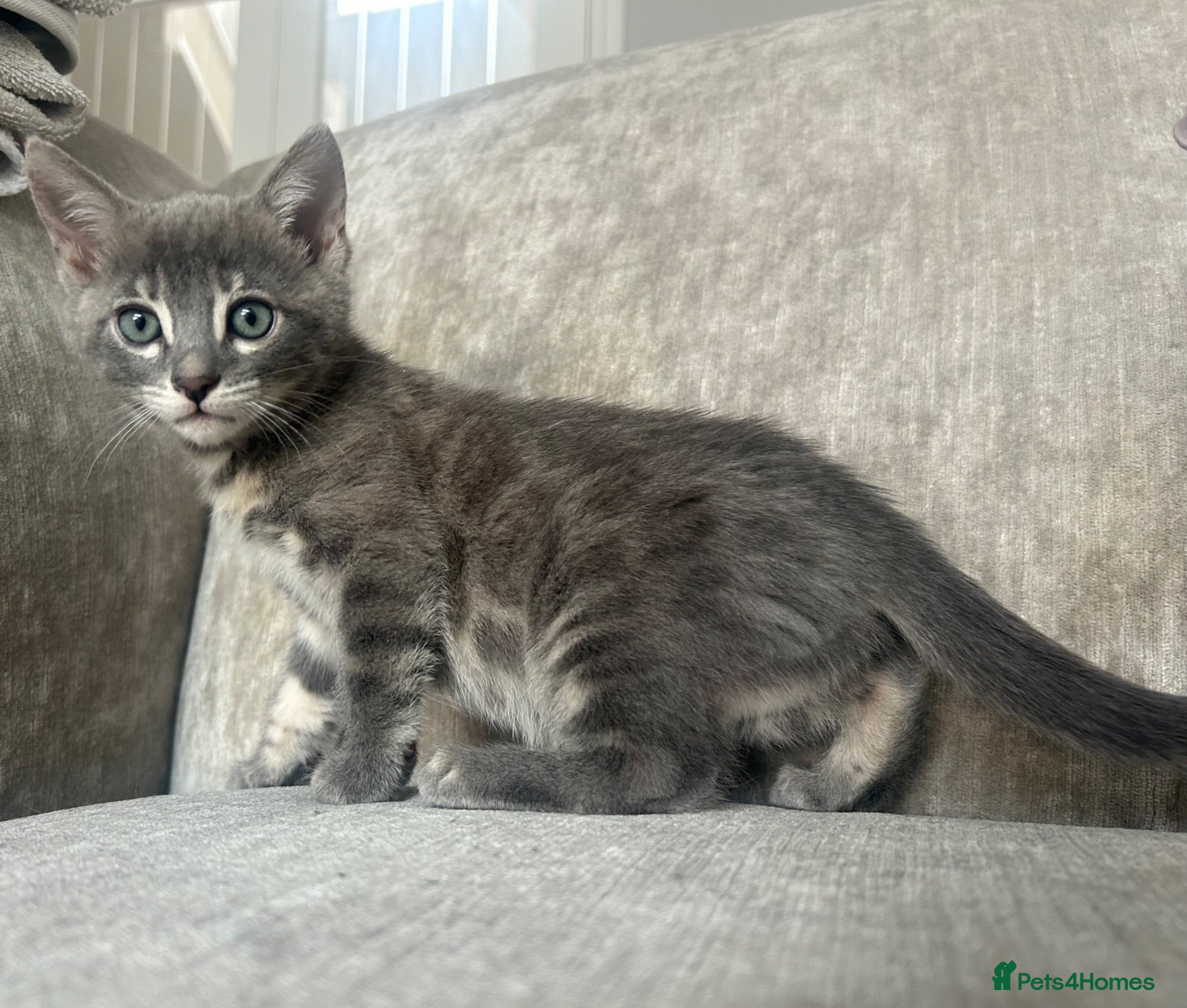 Bengal cats 3 Female Blue TICA Registered Bengal kittens  - Advert 6