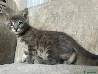 Bengal cats 3 Female Blue TICA Registered Bengal kittens - Advert 6