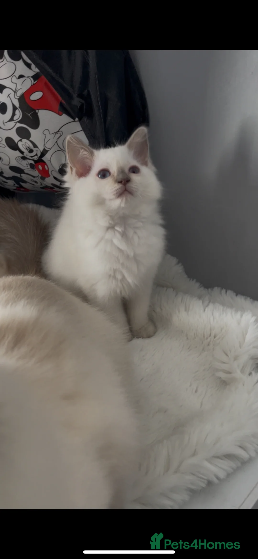 Ragdoll cats for sale: GCCF ACTIVE LILAC RAGDOLL FEMALE,ready to reserve  - Advert 14