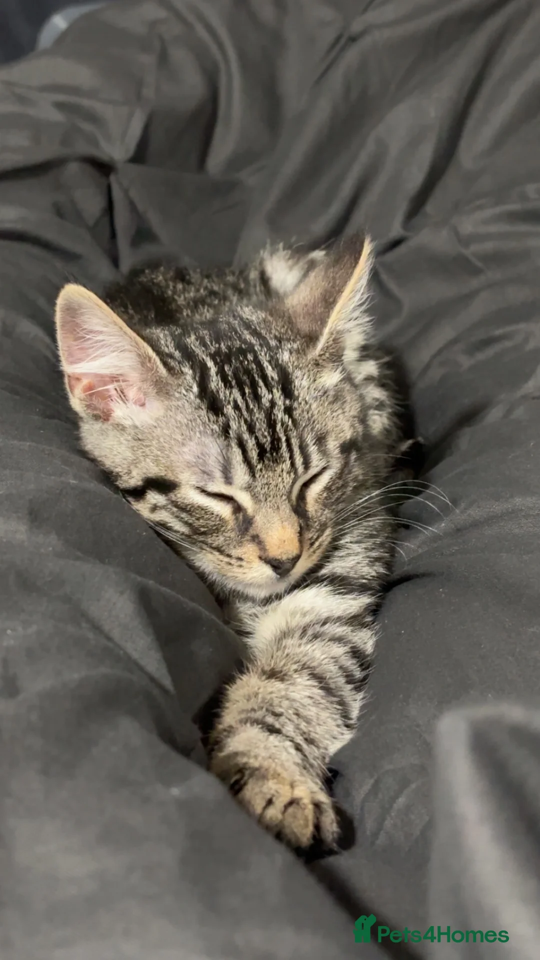 Mixed Breed cats for sale: Cute kitten for sale  - Advert 3