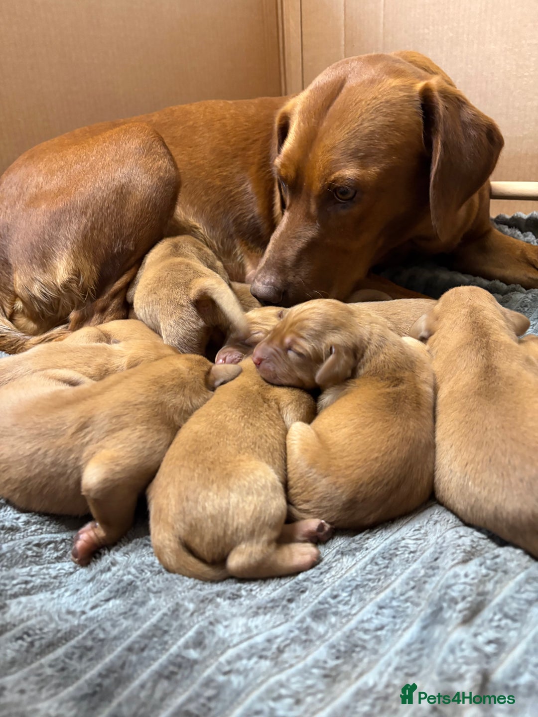 Labrador Retriever dogs for sale: Beautiful KC registered Fox Red Labrador Puppies - Image 2