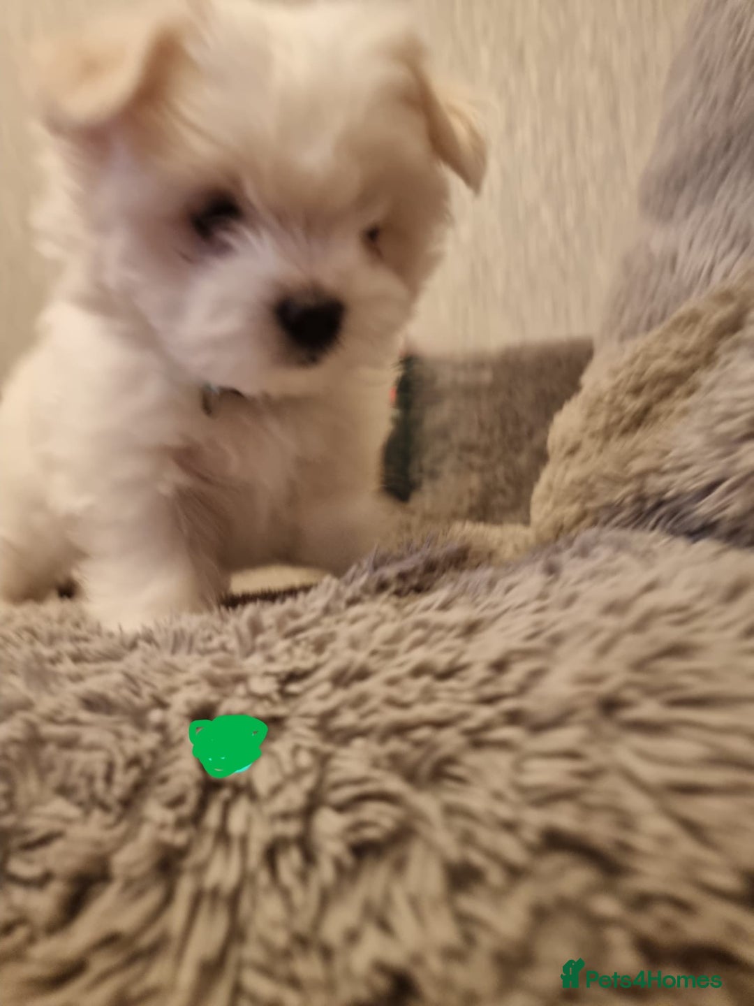 Maltese dogs for sale: Adorable Maltese Puppies Ready for Love. - Advert 2