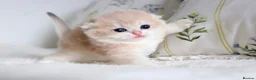 Scottish Fold cats for sale: **RARE & EXCLUSIVE SCOTTISH FOLD BABIES - Advert 3