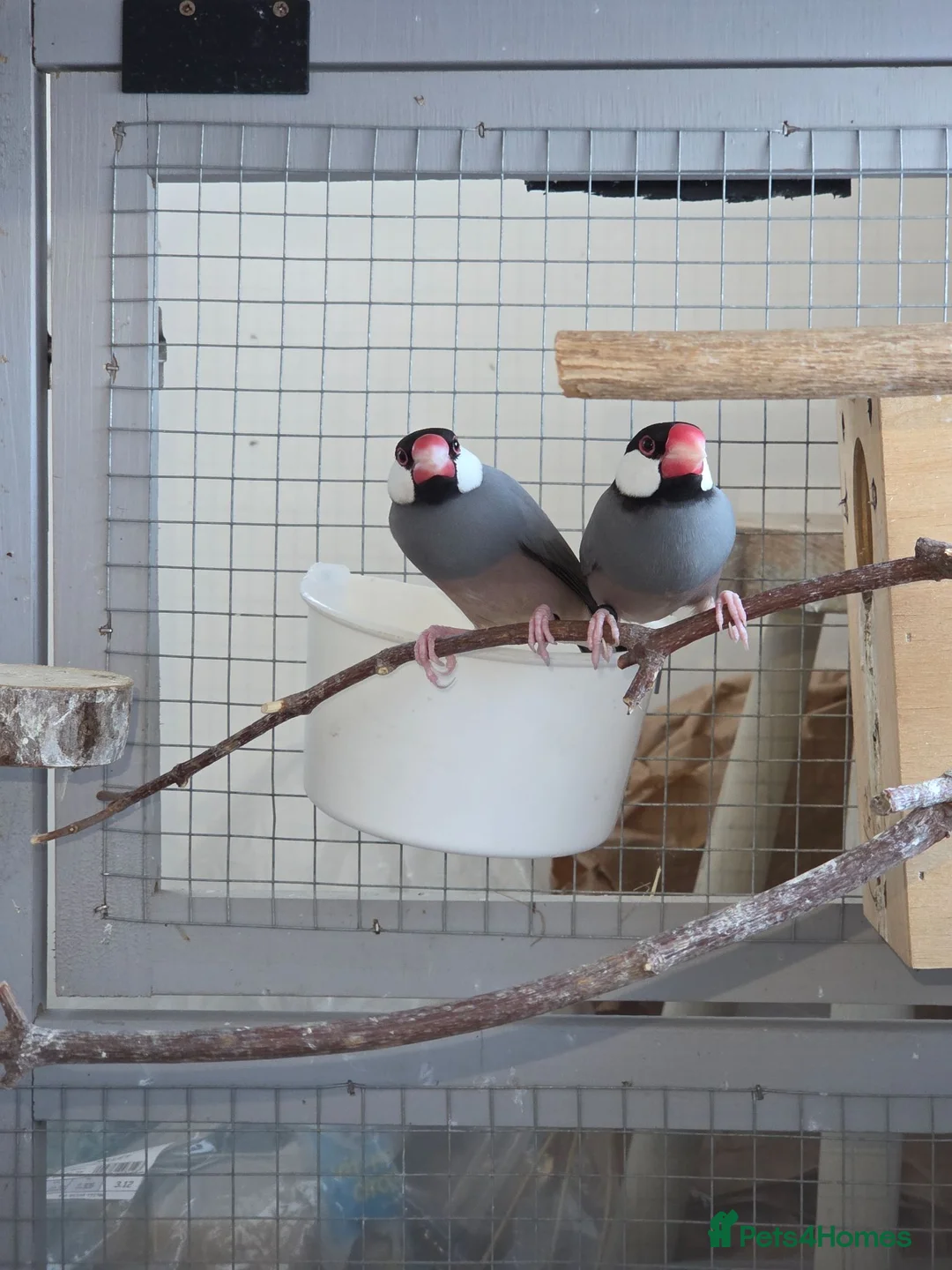 Finches birds for sale: Proven pair java finch - Advert 2