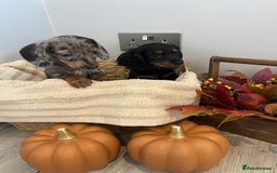 Miniature Dachshund dogs for sale: Beautiful miniature dachshund puppies  - Image 5