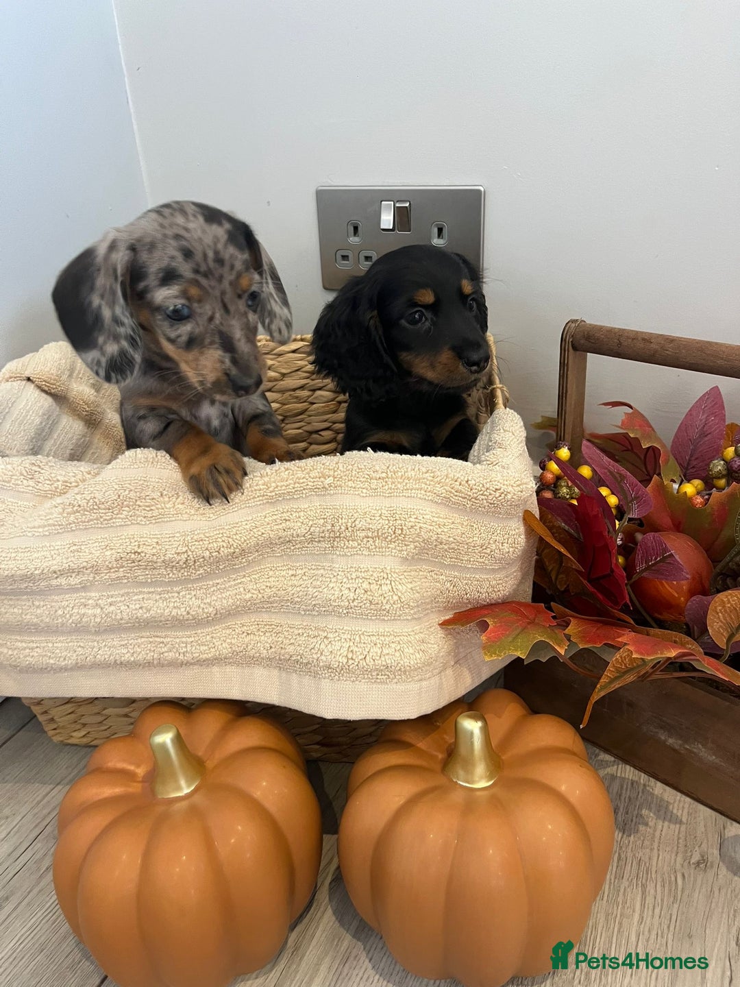 Miniature Dachshund dogs for sale: Beautiful miniature dachshund puppies  - Image 5