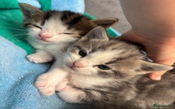 Mixed Breed cats for sale: Kittens  - Image 10