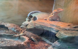 Lizard reptiles for sale: Collared Lizards - Male and Female  - Image 4