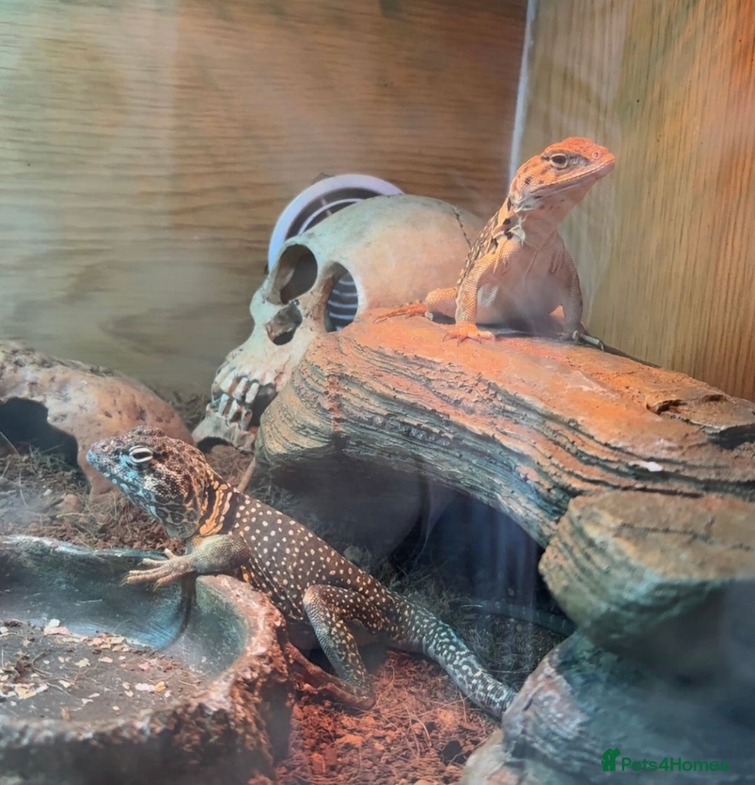 Lizard reptiles for sale: Collared Lizards - Male and Female  - Image 4