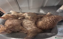 Birman cats for sale: Birman X  - Image 4