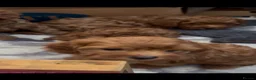 Cavapoo dogs for sale: Most beautiful Asian F1B Cavapoos - Advert 7