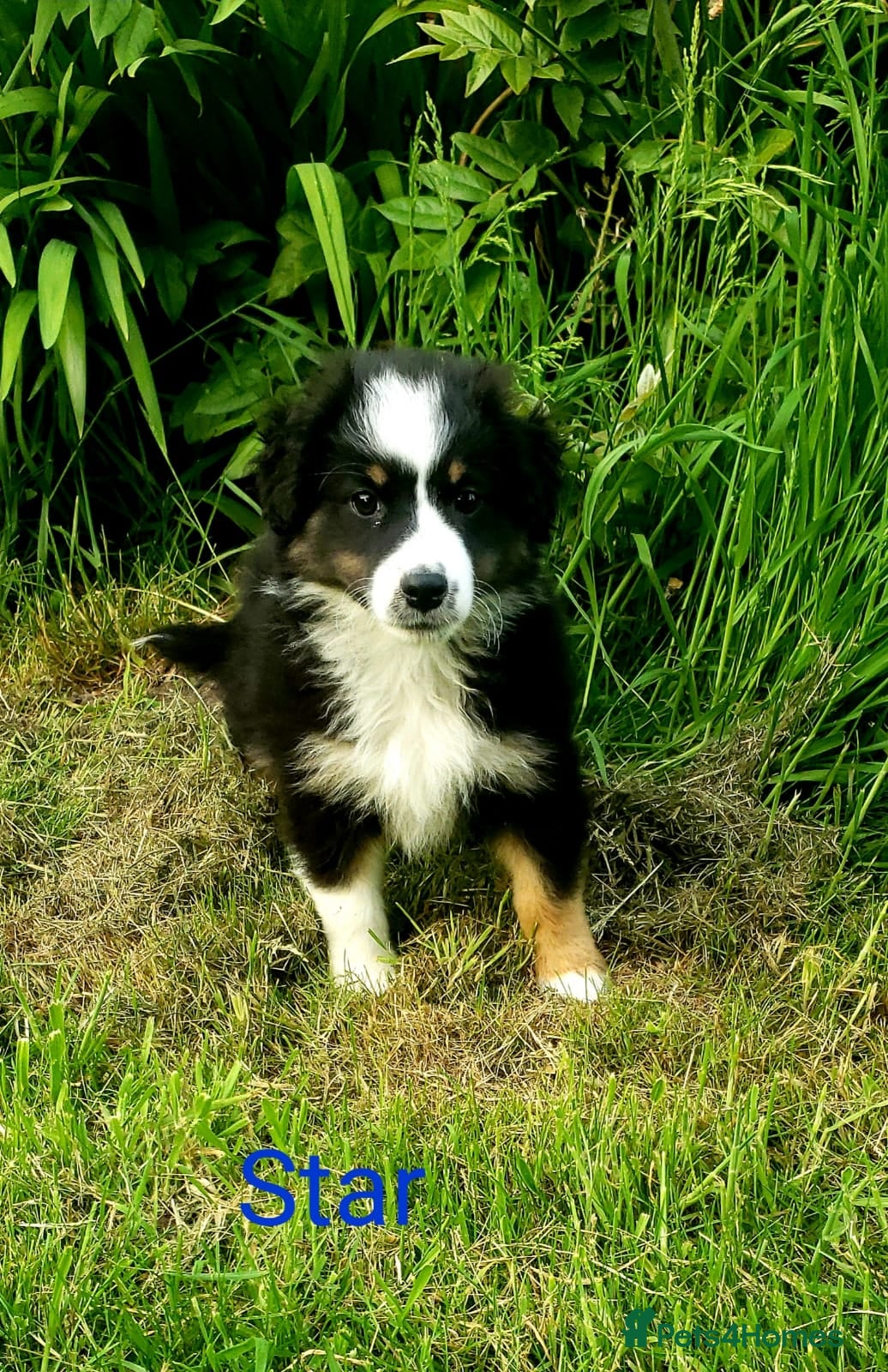 Australian Shepherd dogs Australian Shepherd Pups Available Now - Advert 2