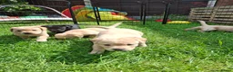 Labrador Retriever dogs for sale: Labrador Pups KC Reg.  - Advert 27
