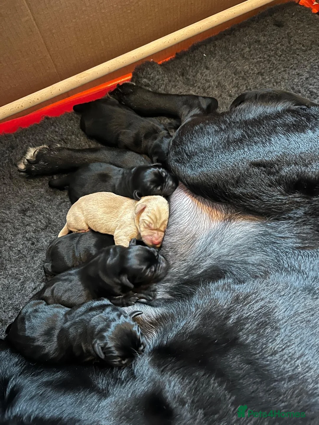 Labrador Retriever dogs for stud: PROVEN KC Health Tested Fox Red Labrador for Stud in Farnborough - Advert 22