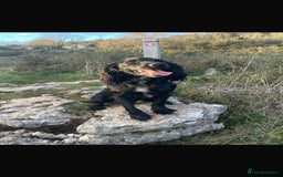 Cocker Spaniel dogs for sale: Cocker Spaniel Puppies  - Image 3