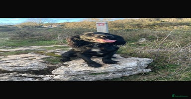 Cocker Spaniel dogs - Advert 8