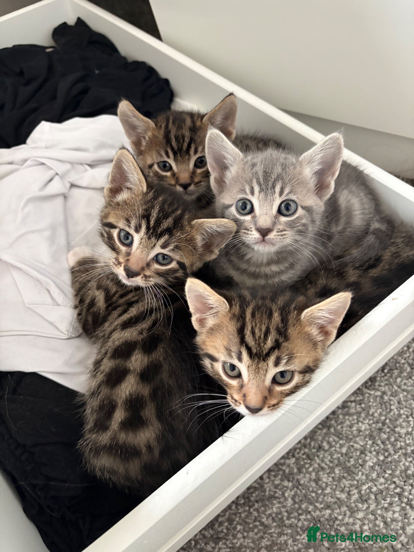 Mixed Breed cats 4 male bengal crosses  - Advert 1