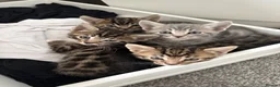Mixed Breed cats for sale: 4 male bengal crosses  in Gloucester - Advert 1