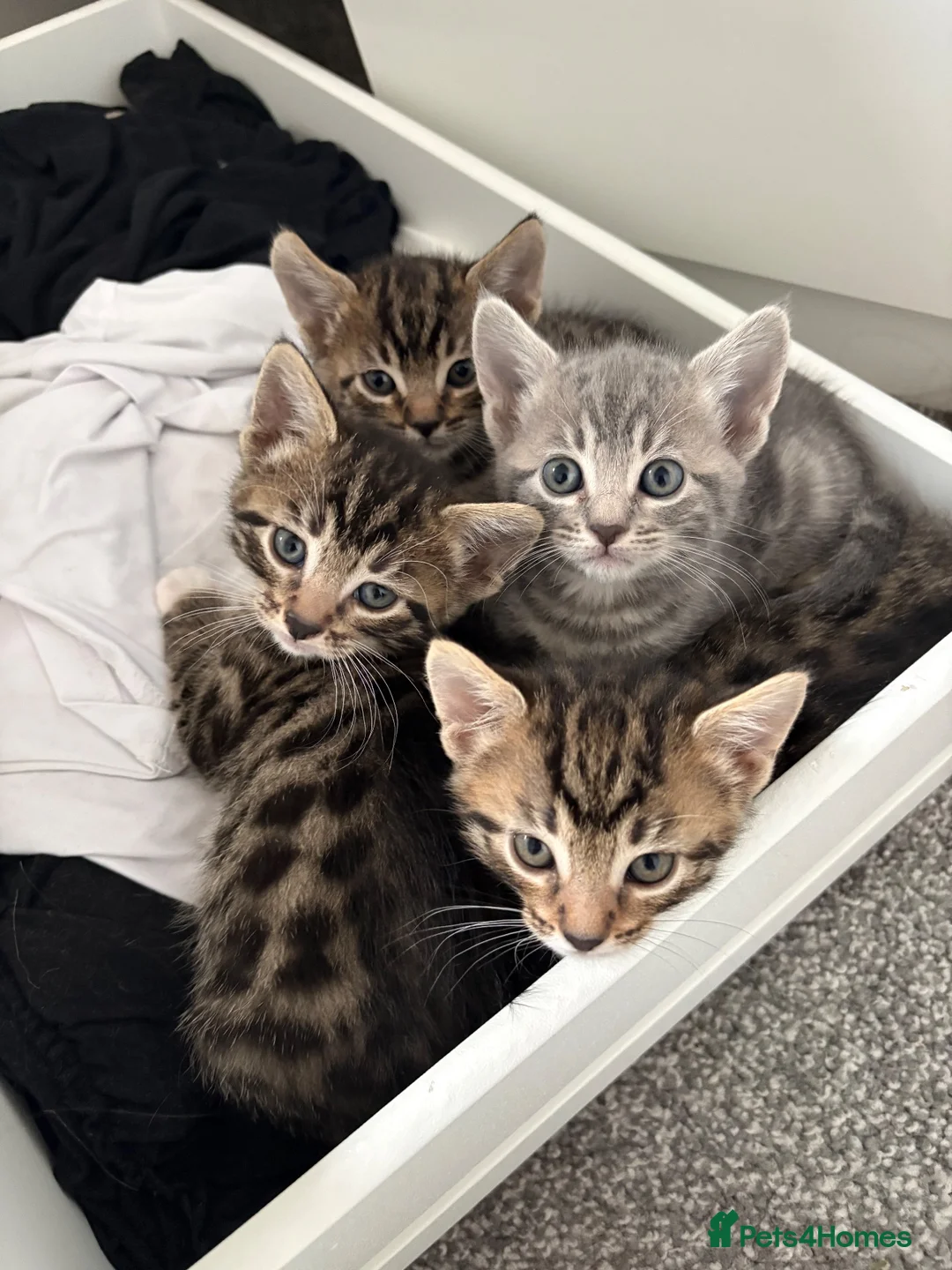 Mixed Breed cats for sale: 4 male bengal crosses  in Gloucester - Advert 1