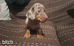 Dachshund dogs for sale: Beautiful dashound puppies  - Image 4