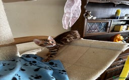 Bengal cats for sale: TICA Bengal kittens for sale . 🐱 - Image 25