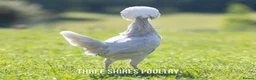 Chickens poultry for sale: Pekins, Polish, Silkies and other bantams - POL - Advert 13