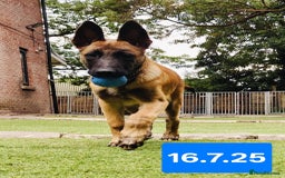 Belgian Shepherd Dog dogs for sale: KC Reg Belgian Shepherd Malinois pups for sale in Newport - Image 12