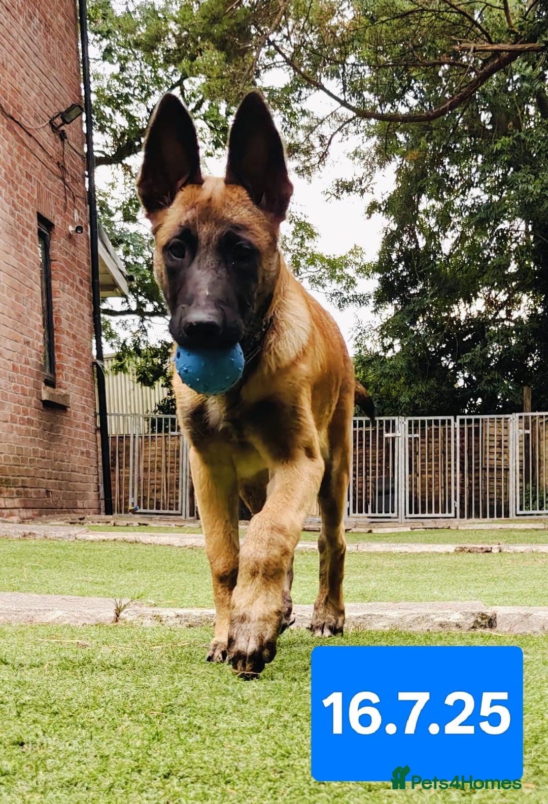 Belgian Shepherd Dog dogs for sale: KC Reg Belgian Shepherd Malinois pups for sale in Newport - Image 12