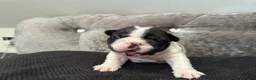 French Bulldog dogs for sale: Fully tested genetic and health puppies - Advert 6