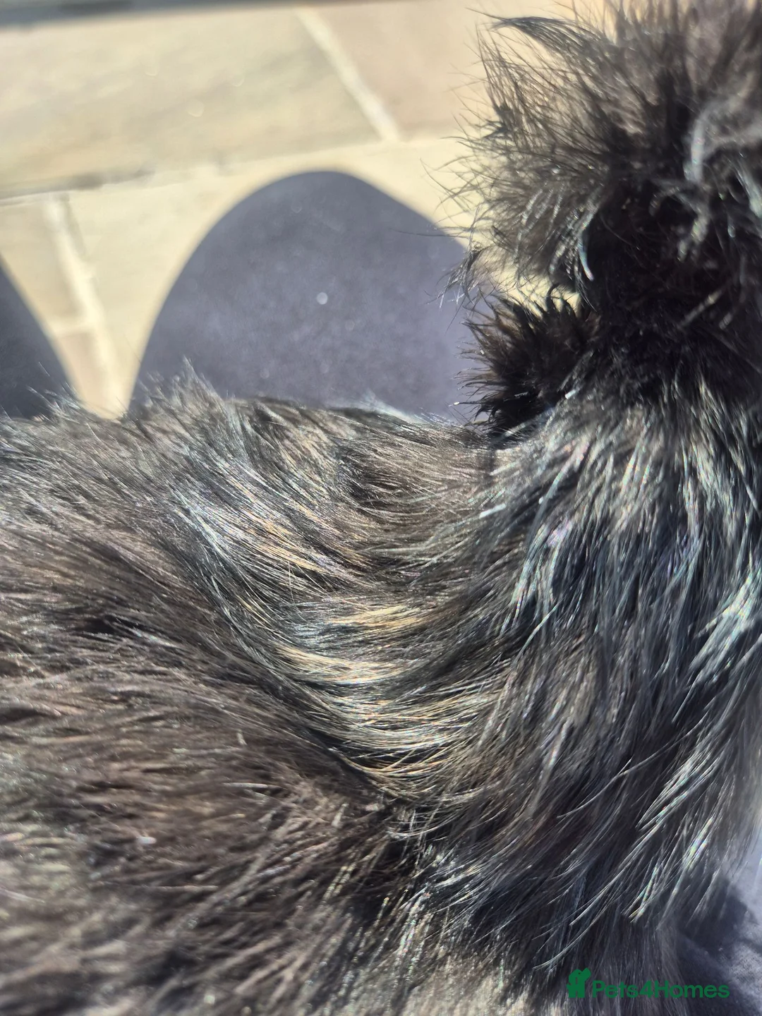 Chickens poultry for sale: Silkie cockerel for good home - Advert 3