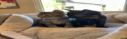 Mixed Breed cats for sale: Lovely litter of kittens. Ready now.  - Advert 4