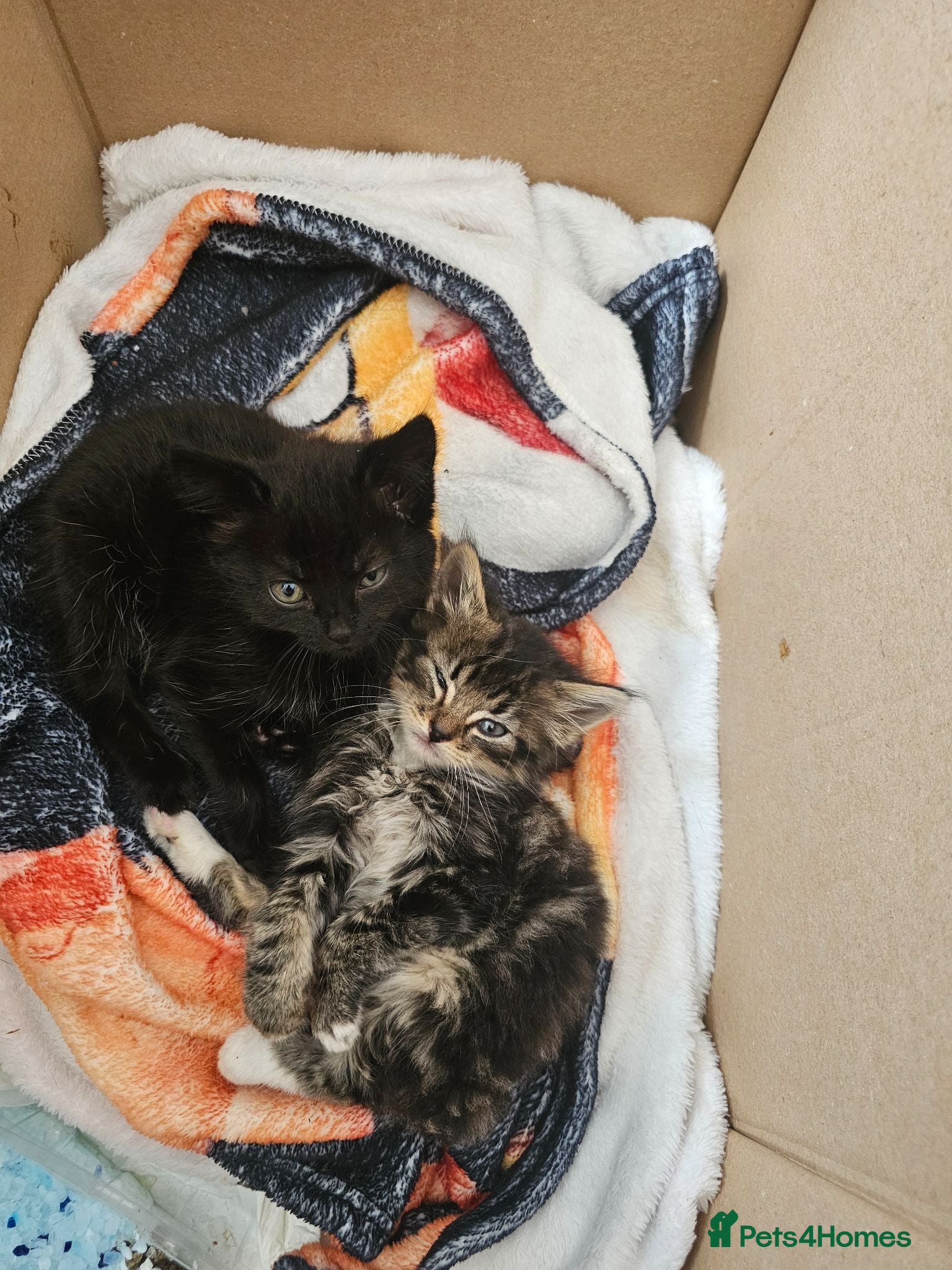 Mixed Breed cats Black girl and tabby boy - Advert 1