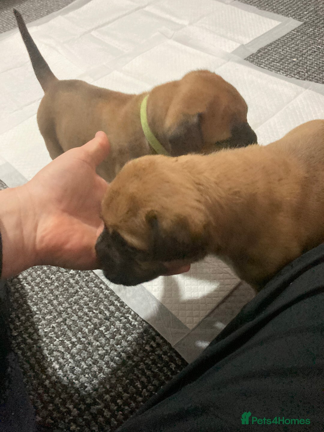 Bullmastiff dogs for sale: Bullmastiff puppies for sale - Advert 15