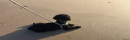 Cavapoo dogs for sale: 7 month old Cavapoo for sale  in Thornton-Cleveleys - Advert 3