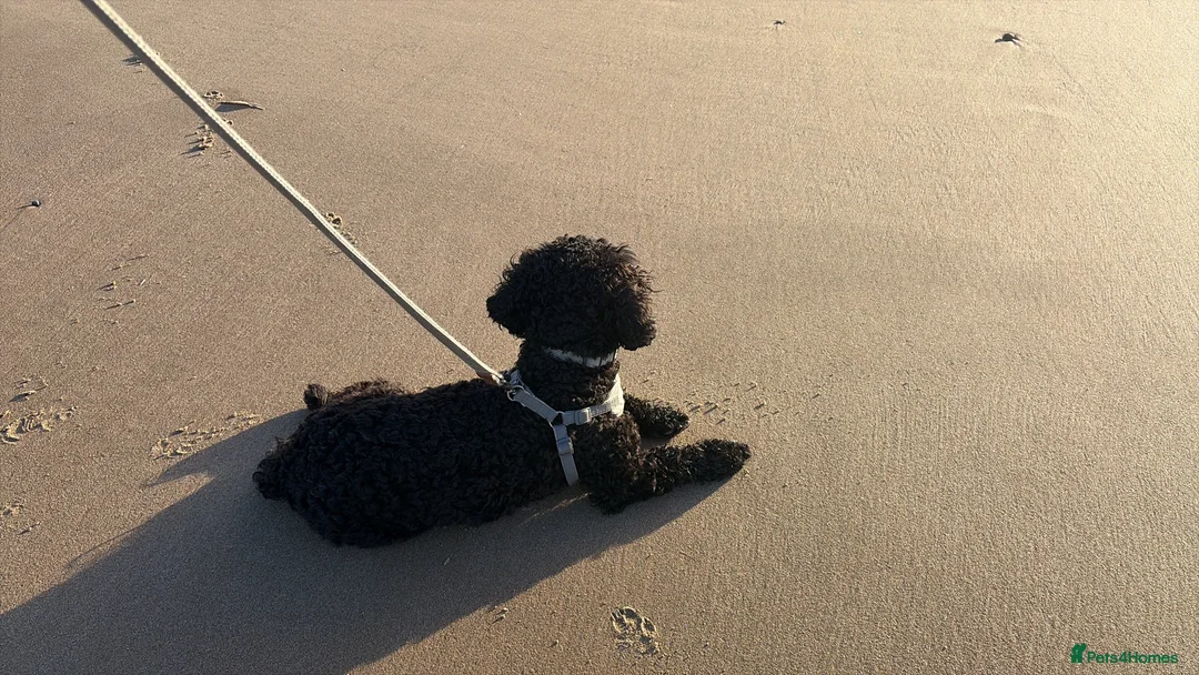 Cavapoo dogs for sale: 7 month old Cavapoo for sale  in Thornton-Cleveleys - Advert 3