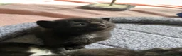 Mixed Breed cats for sale: Beautiful Affectionate Kittens - Advert 23