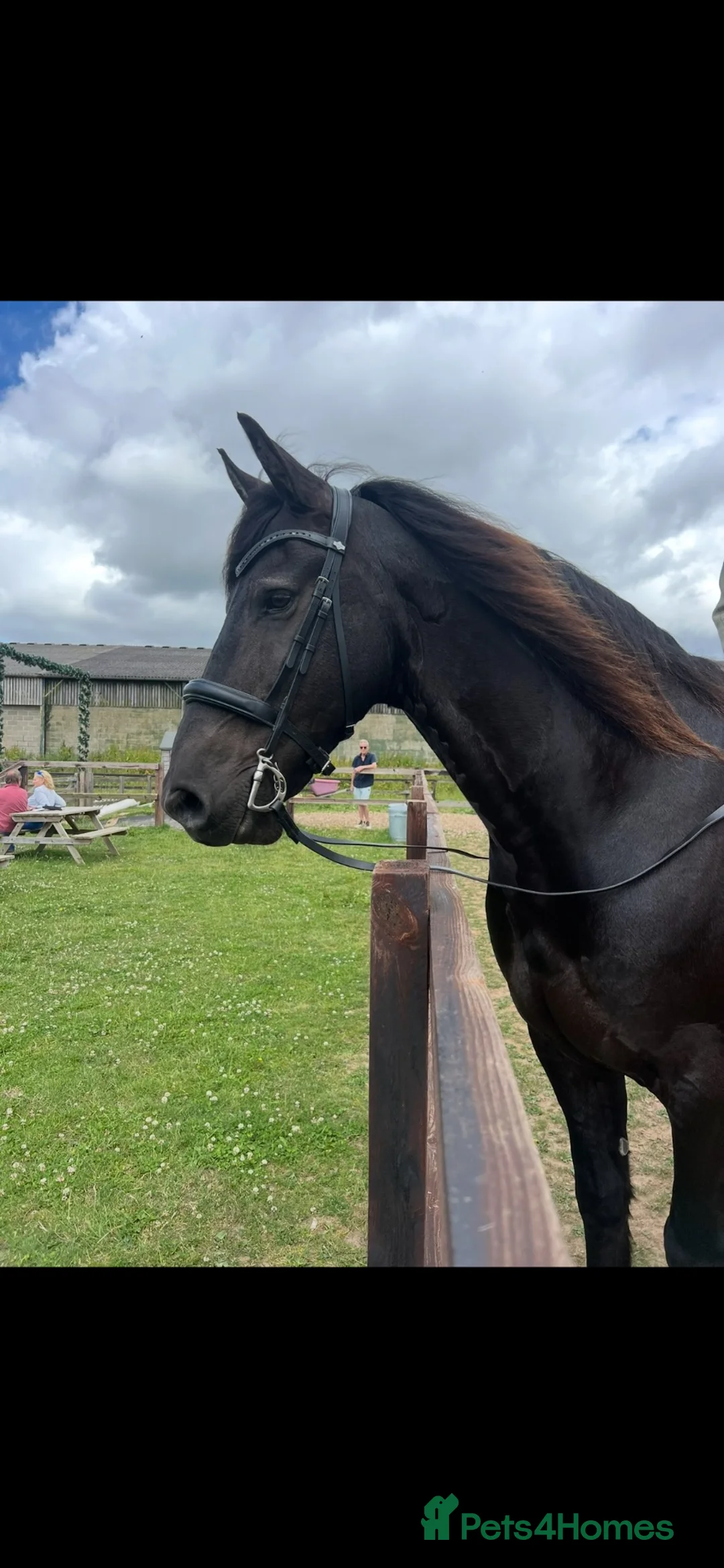 Friesian horses for sale: 15.3 black Friesian gelding, 11 yrs - Advert 2