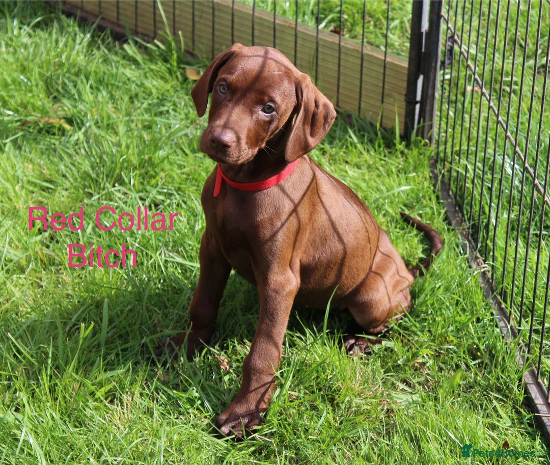 Mixed Breed dogs for sale: VISZLAMANS (viszla x Doberman) - Image 12