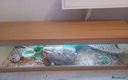 Bearded Dragon reptiles for sale: Bearded dragon with full set up - Image 3