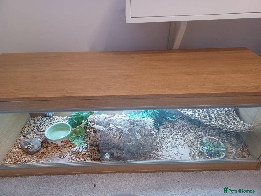 Bearded Dragon reptiles for sale: Bearded dragon with full set up - Image 3