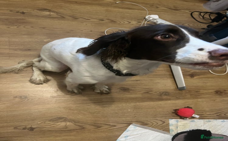 Cocker Spaniel dogs Beautiful Cocker Spaniels - Advert 10