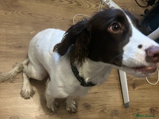 Cocker Spaniel dogs Beautiful Cocker Spaniel - Advert 1