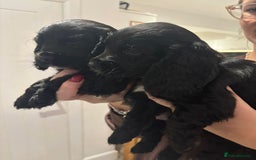 Cocker Spaniel dogs for sale:  4 Beautiful Cocker Spaniel Girls 🐶 - Image 16