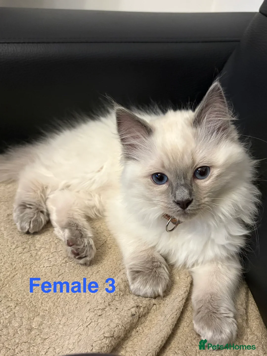 Ragdoll cats for sale: Six Ragdoll Kittens For Sale  - Advert 22
