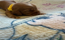 Cocker Spaniel dogs for sale: First and last litter top class red cockers - Image 3