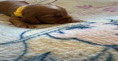 Cocker Spaniel dogs - Advert 12