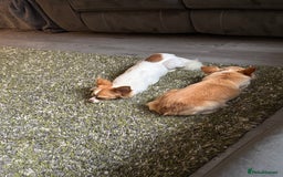 Chihuahua dogs for sale: Male Chihuahua 1 year old  - Image 4