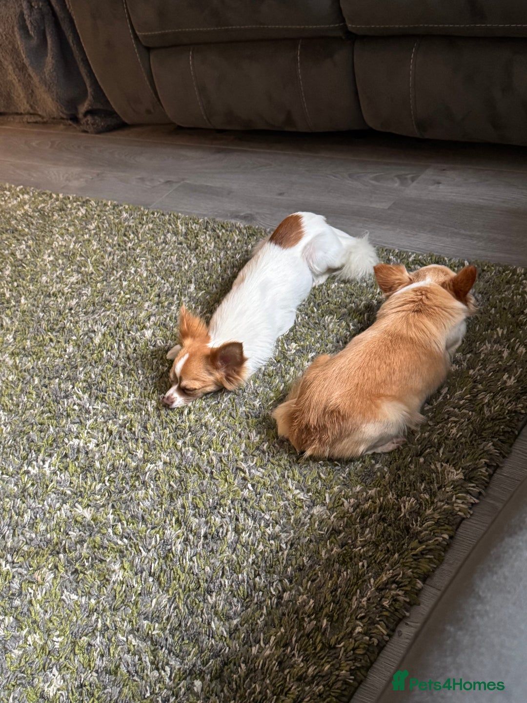 Chihuahua dogs for sale: Male Chihuahua 1 year old  - Image 4