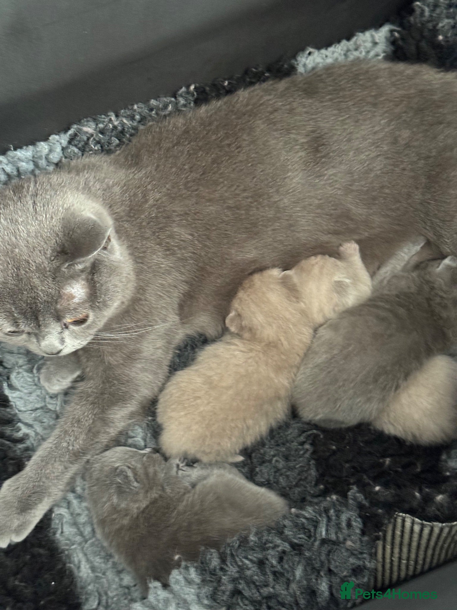 British Shorthair cats British shorthair pedigree kittens - Advert 2